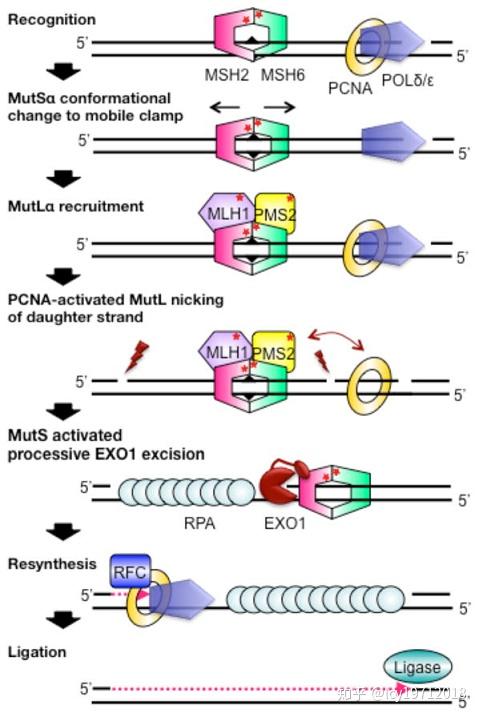 dna复制的忠实性及其生物学意义
