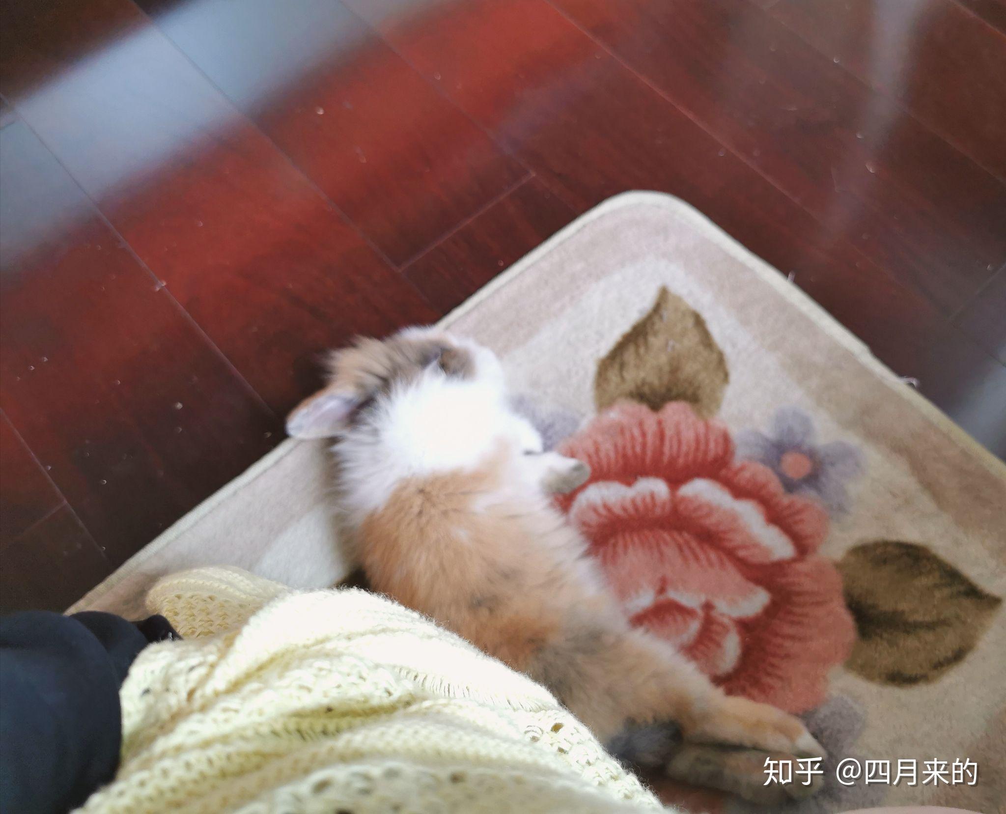 兔子为什么突然侧躺不动了