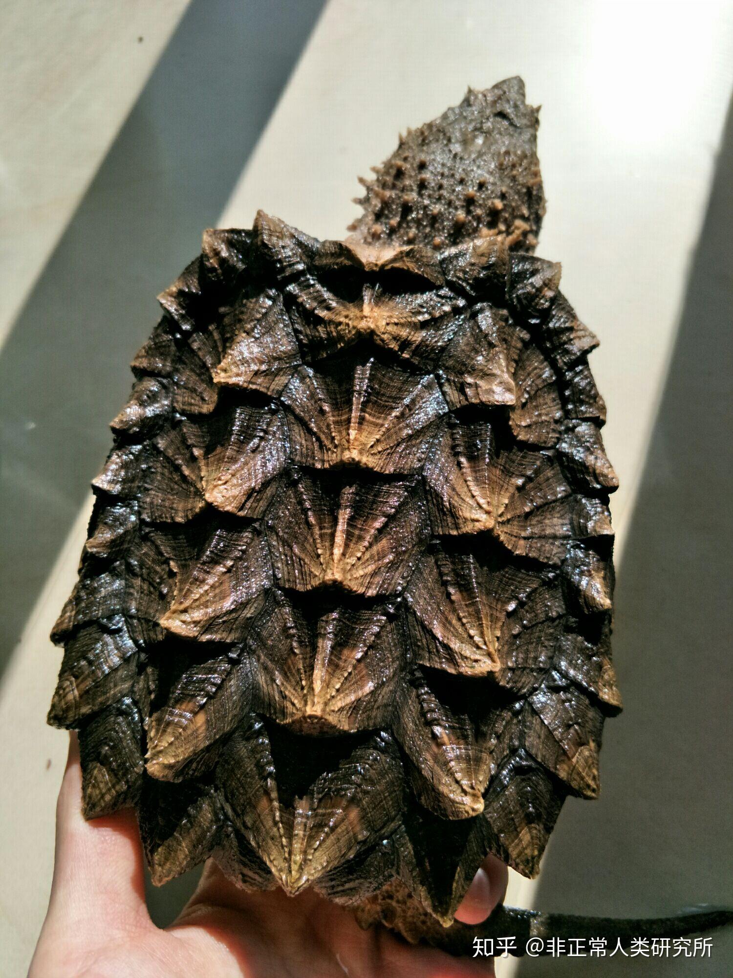 拟鳄龟有没有开纹一说,就是随着背甲变大上面纹路会打开.