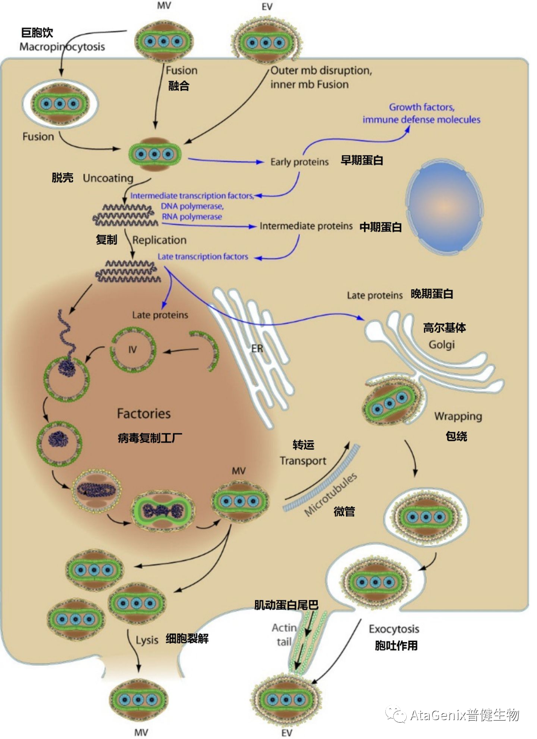 猴痘病毒(monkeypox virus,mpxv)核心蛋白与抗体解析