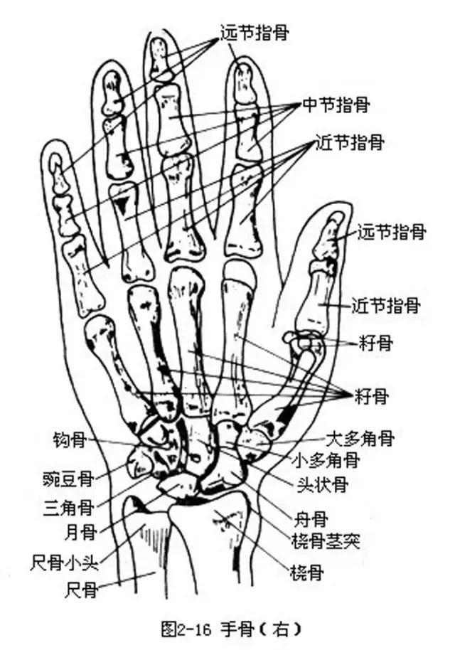 素描入门初学者素描手的画法步骤讲解