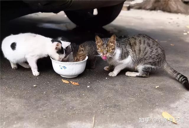 养猫的人身上明显有“六大特征”,很难藏得住!