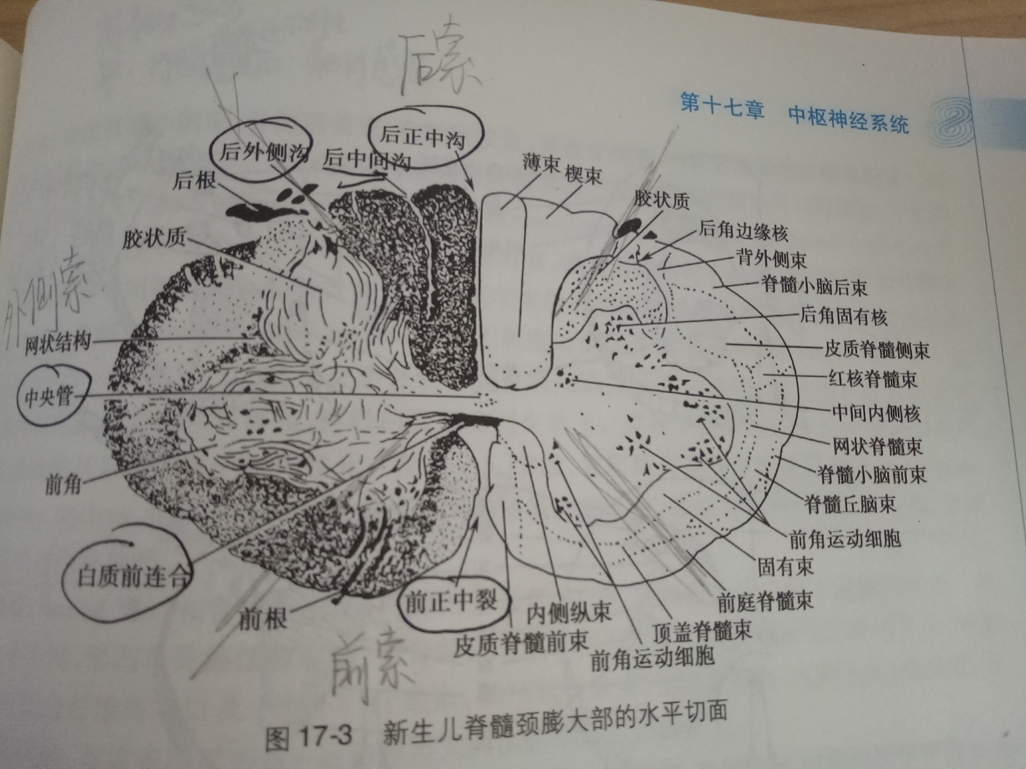 后角 后束 后索 的区别? - 知乎