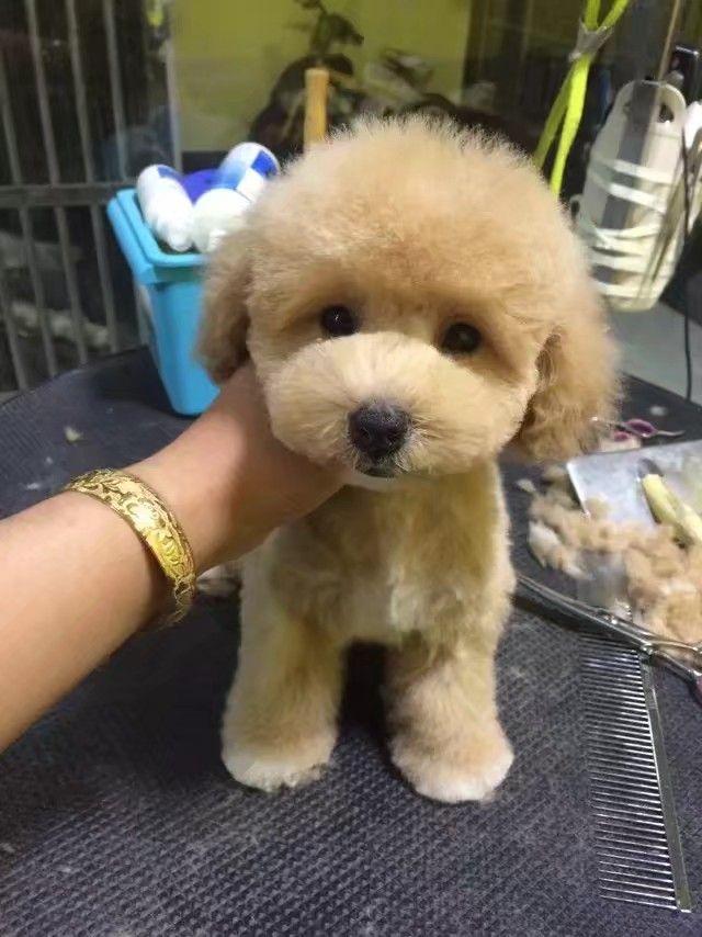 香槟色的泰迪颜值有多高