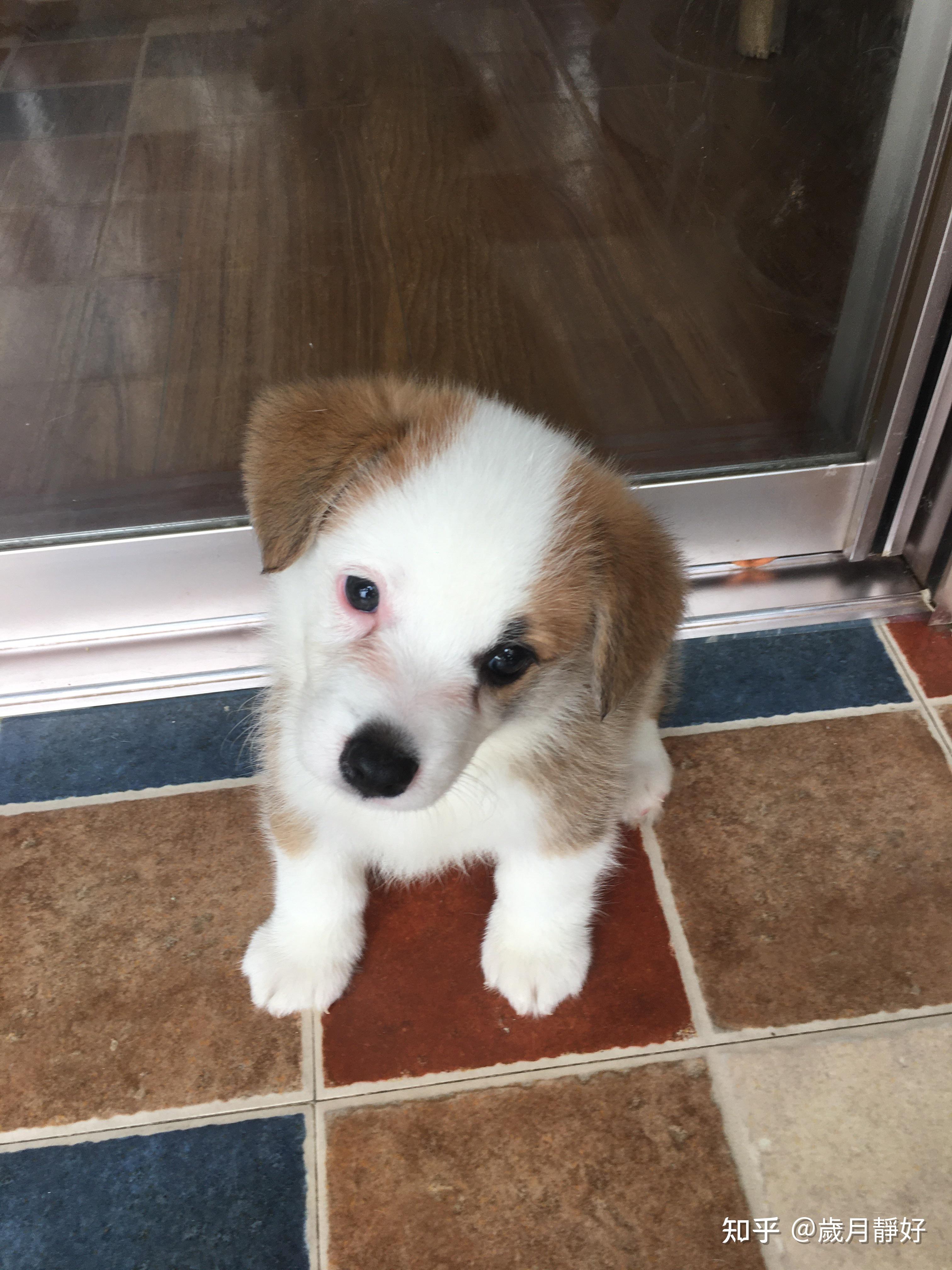 帮忙看看我的这只柯基属于阴阳脸吗