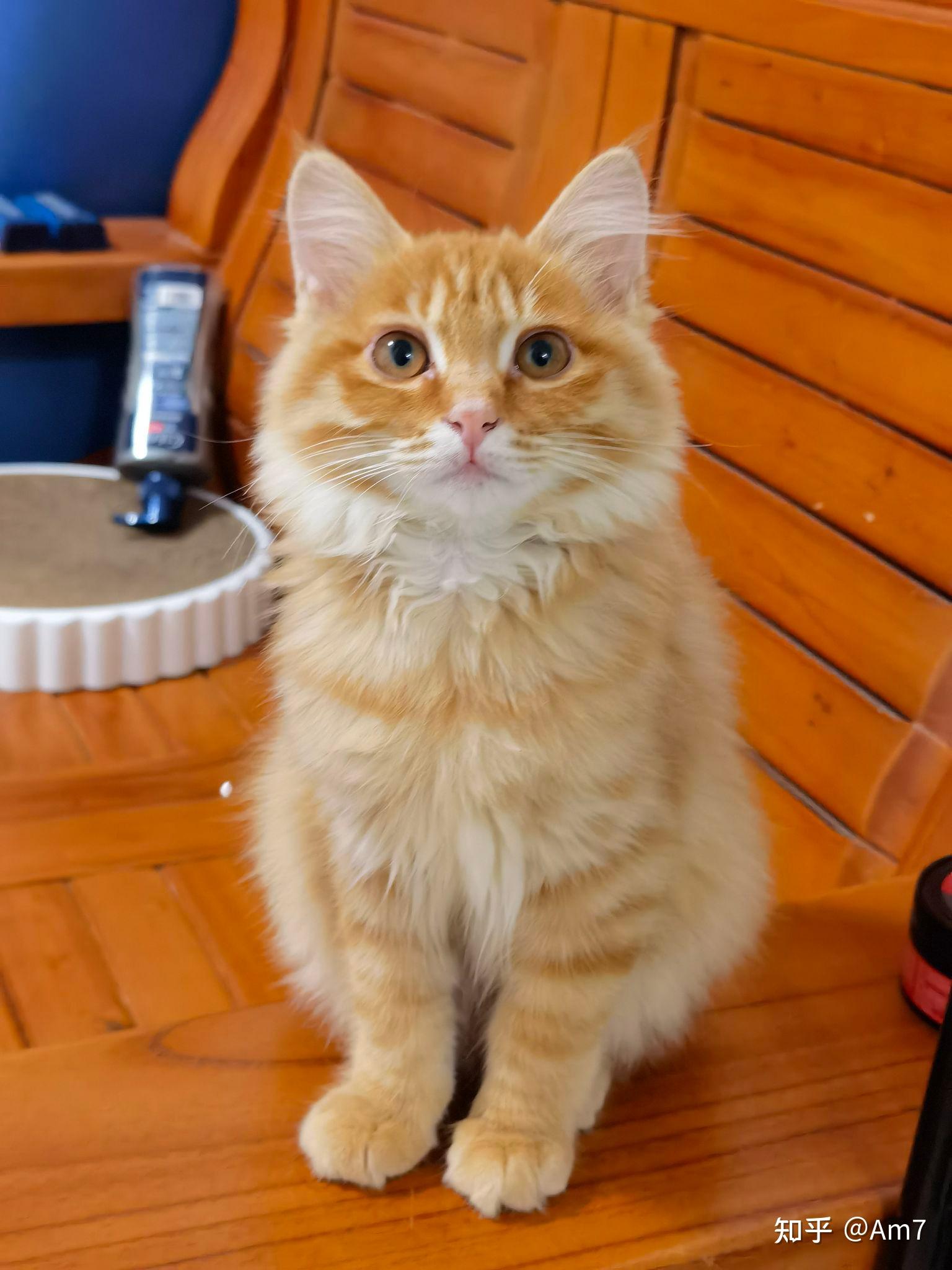 你见过最好看的橘猫长什么样