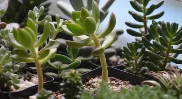 多肉植物徒长了怎么办 知乎