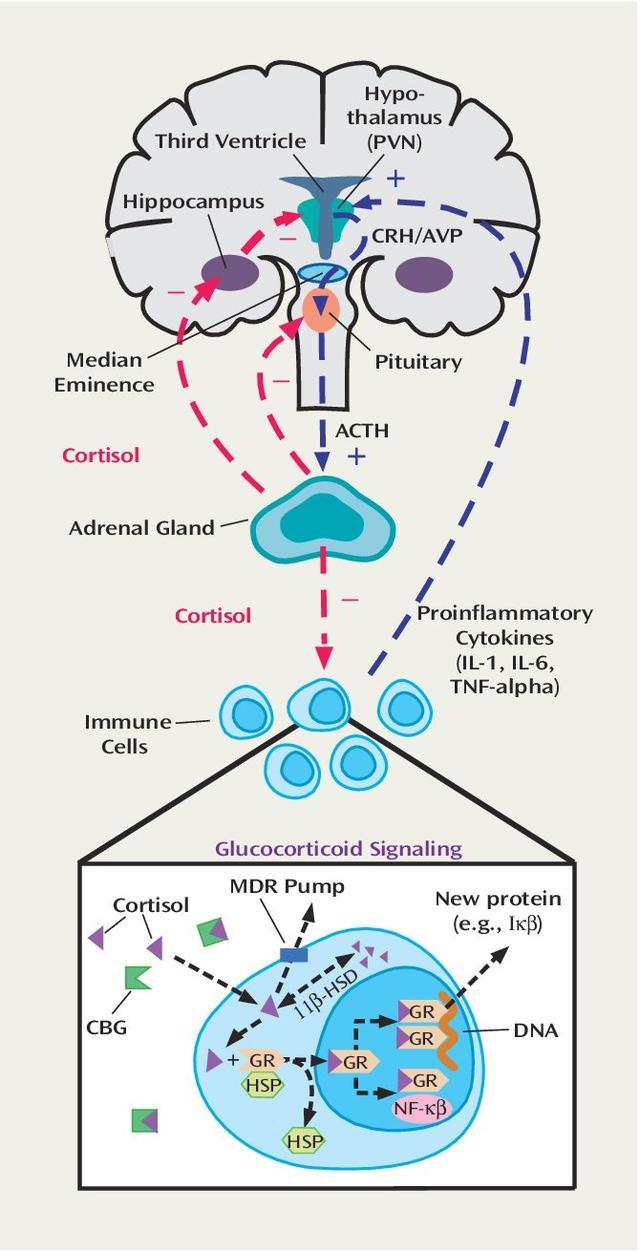 边缘系统的输入使认知-情绪的挑战能够激活hpa轴.
