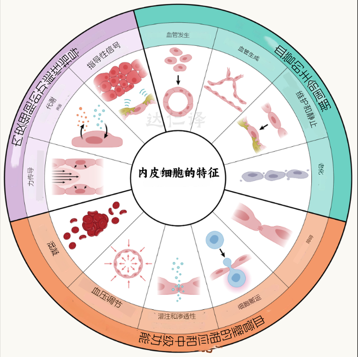 血管内皮:对健康老龄化的重要性,科学家提议为抗衰老的关键靶点 - 知乎