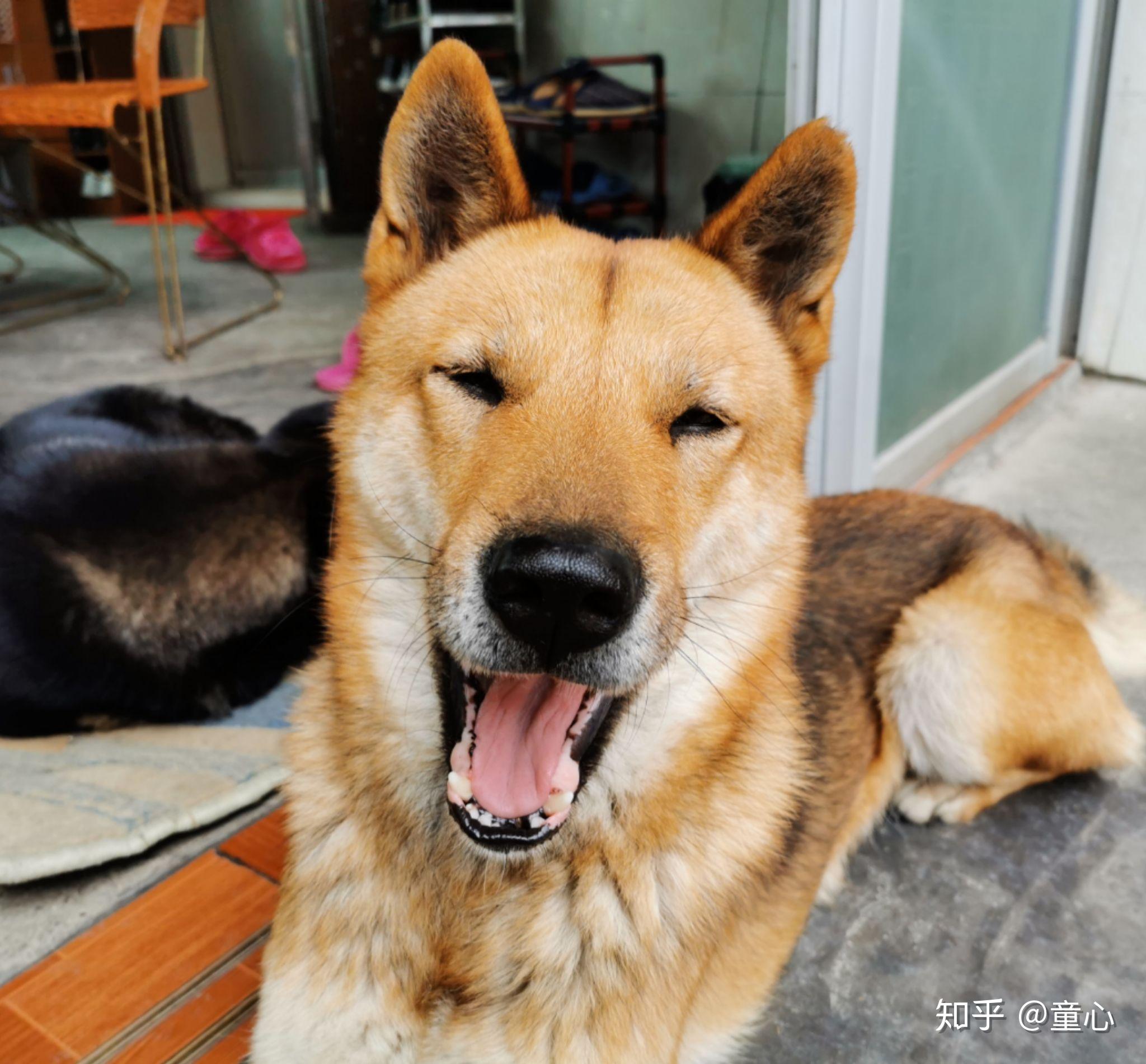 正宗的中华田园犬到底长什么样?