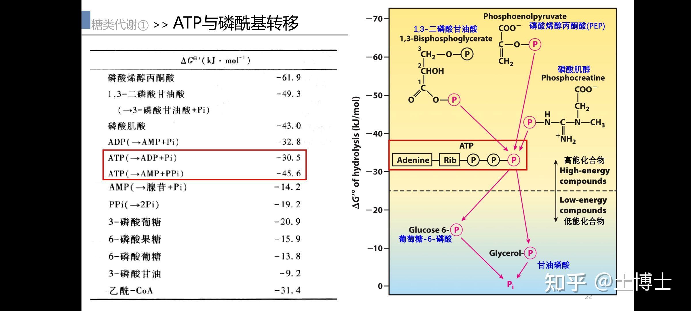 ATP的能量到底储存在哪里？ - 知乎