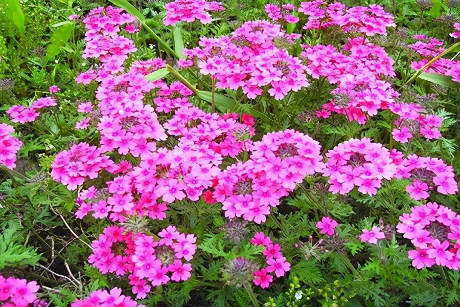 植物界中的草花,皮实好养花期长的——"美女樱"