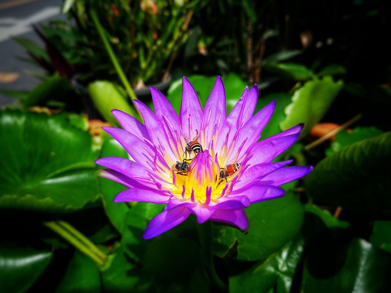 3. 睡莲种类详览