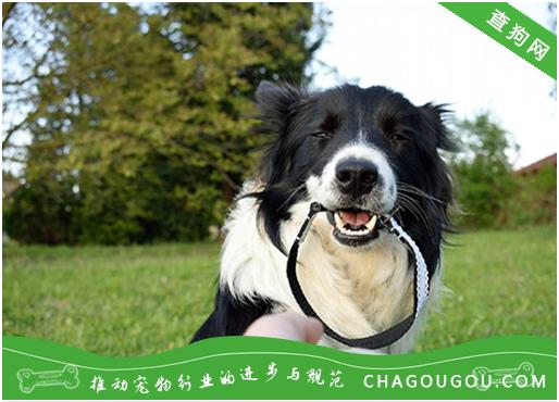 狗狗得胃炎怎么办 知乎 狗狗得胃炎怎么办 知乎