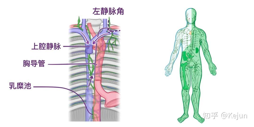 人体解剖学基础