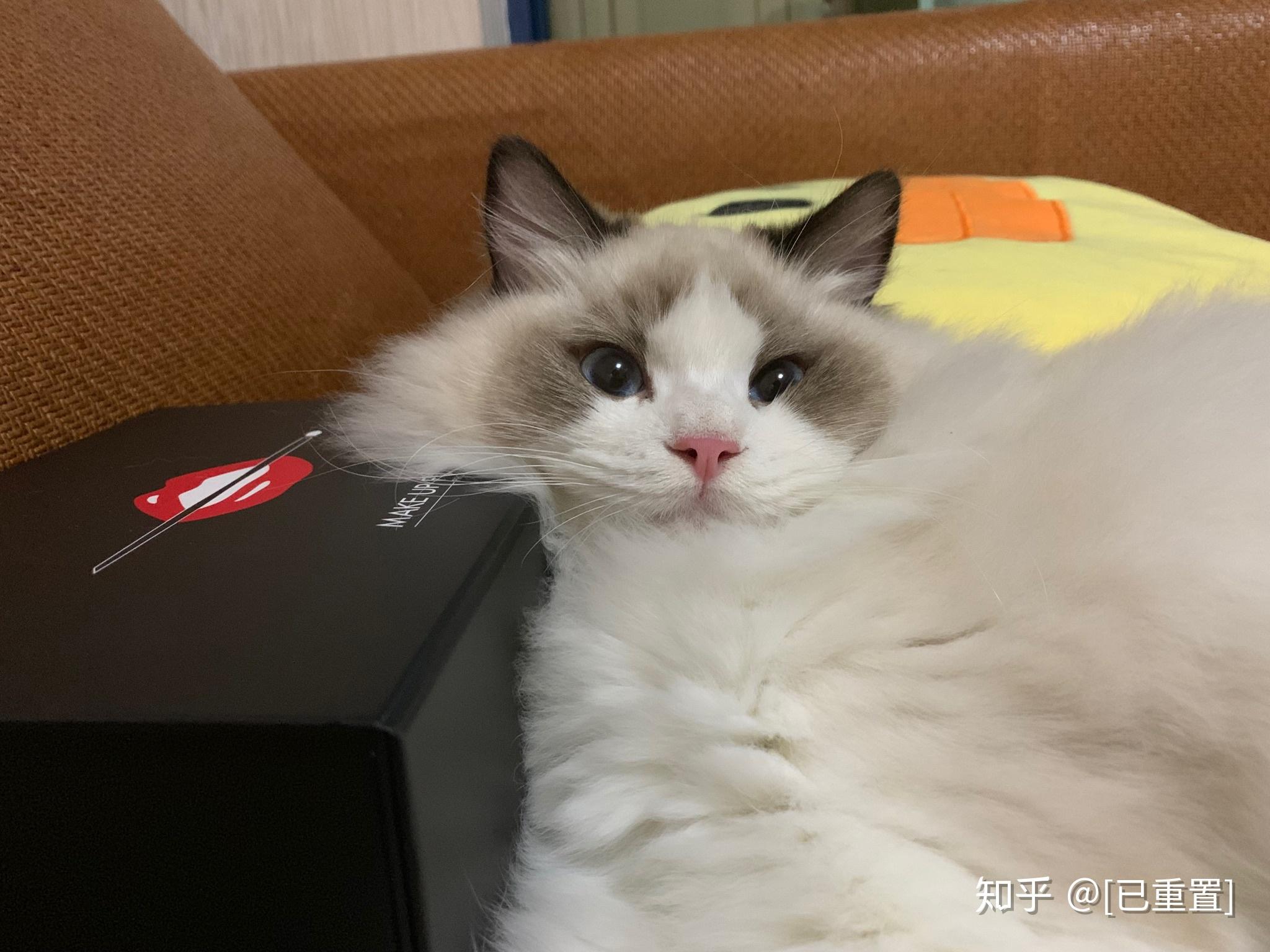 布偶猫的面具会越长越开吗