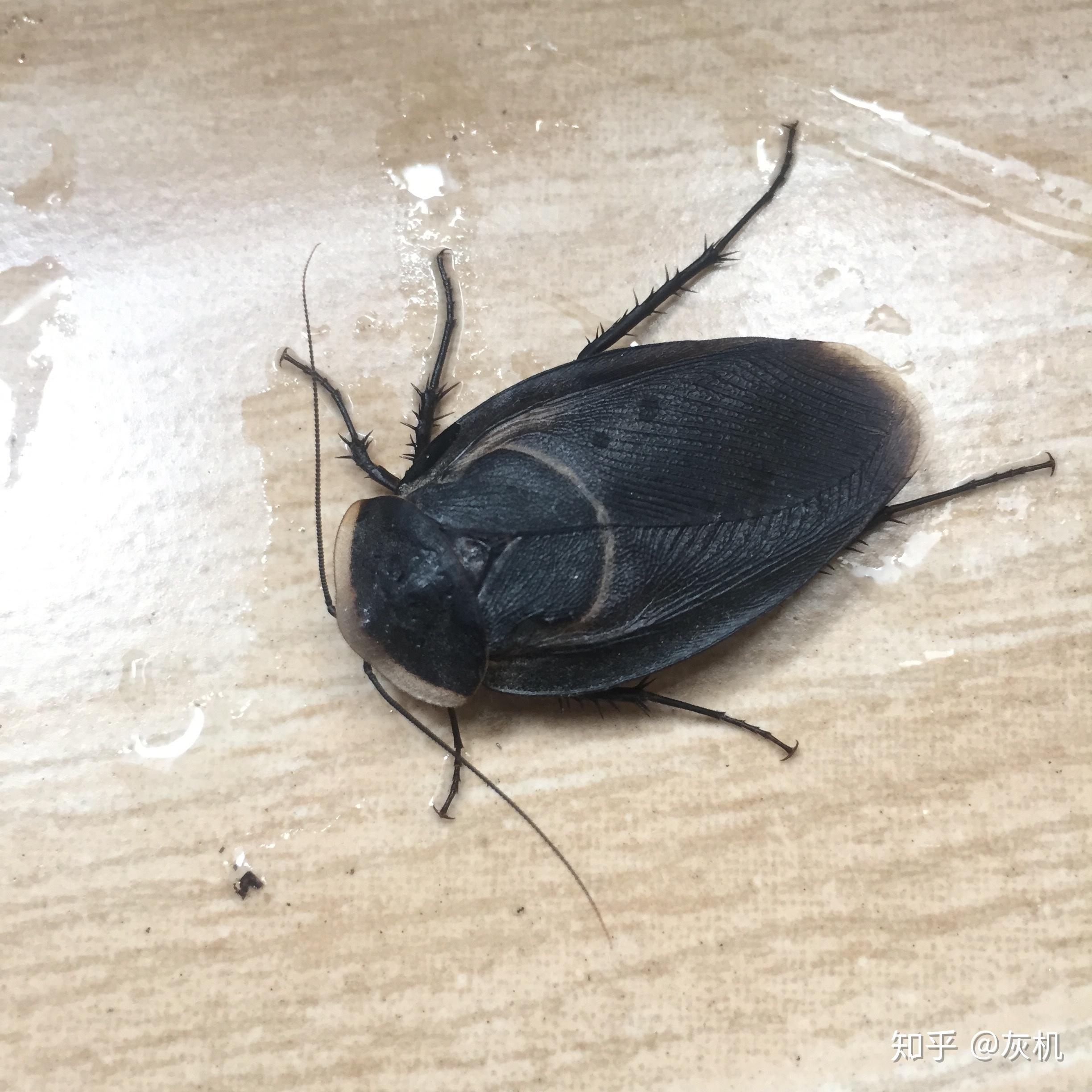 如何区分雄性地鳖虫土鳖和大蟑螂