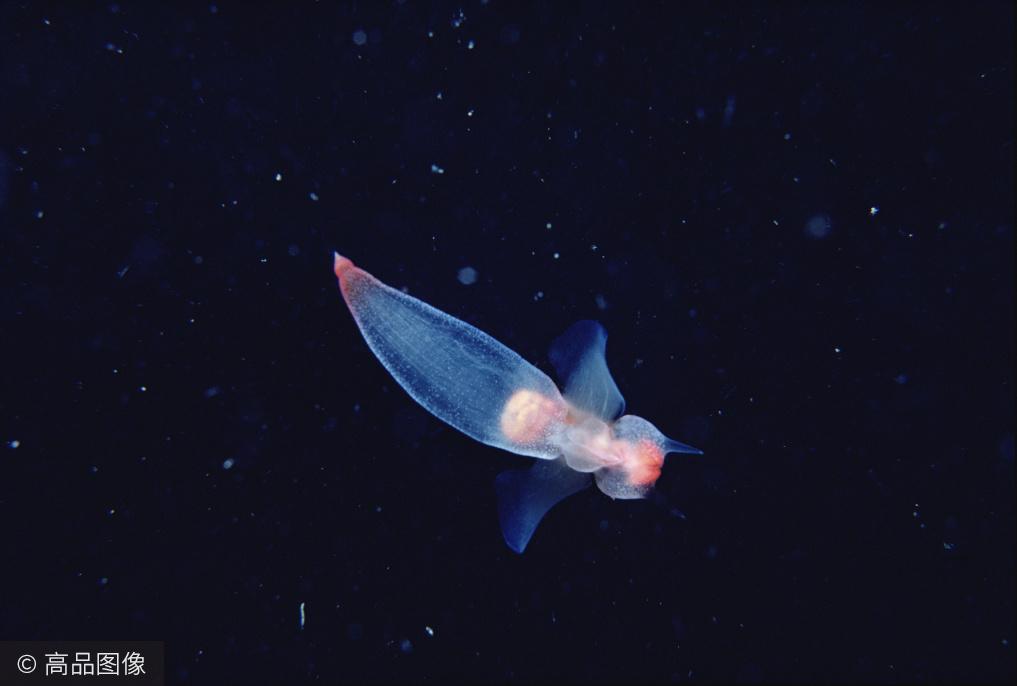 雌雄同体的冰海精灵大海中的神秘天使竟如此残忍