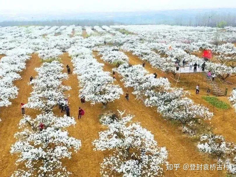 袁桥古村梨花节盛大开幕!不见不散! - 知乎
