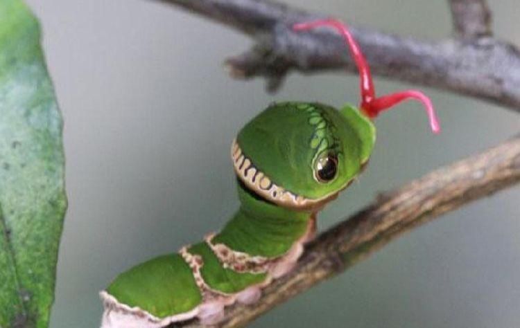 请问这是黑凤蝶还是美凤蝶?