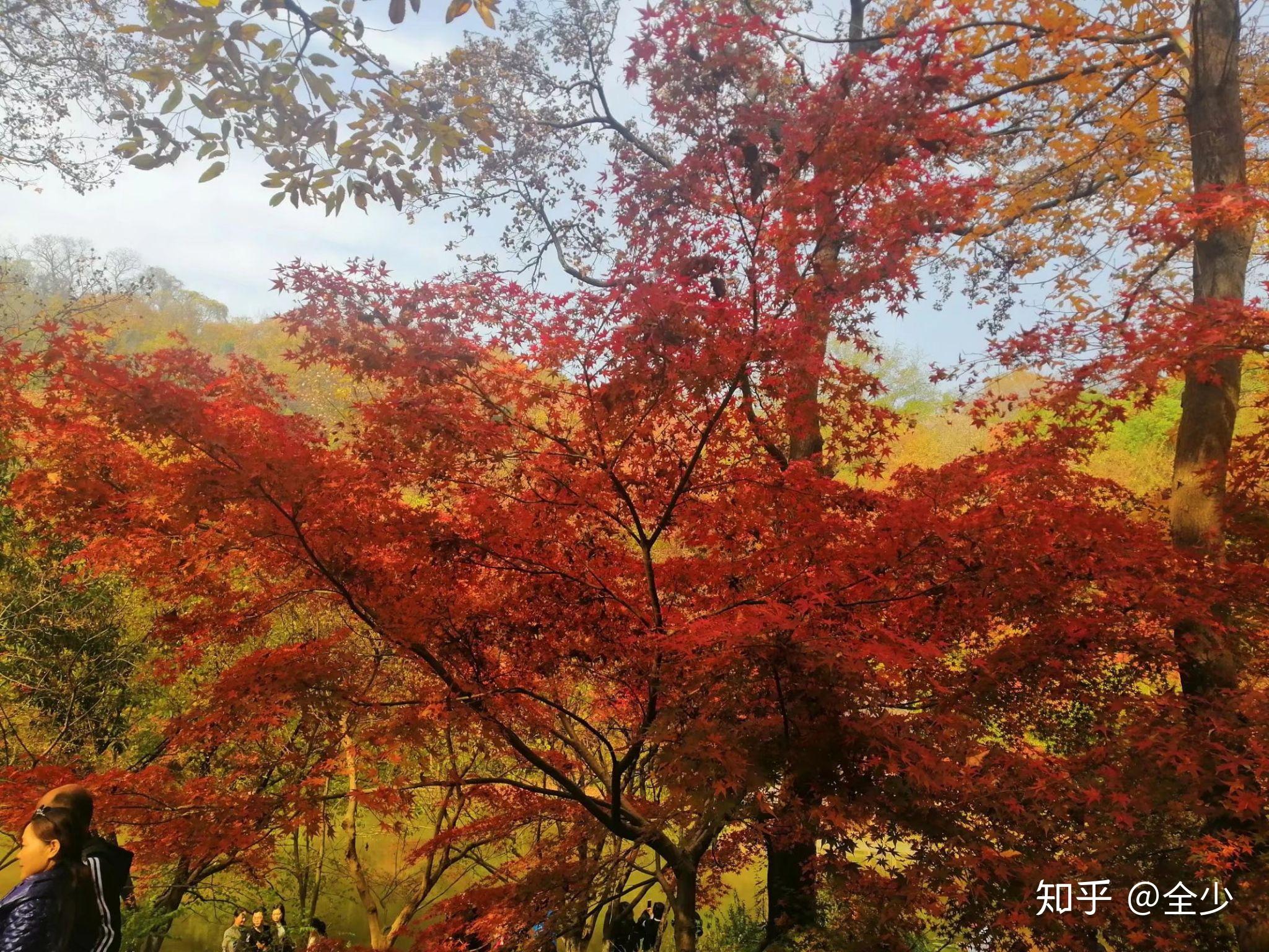 南京棲霞山的楓葉每年什麼時候紅