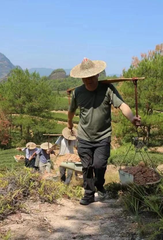 注解:客土是将茶园周边历史预留的表层富含有机质和