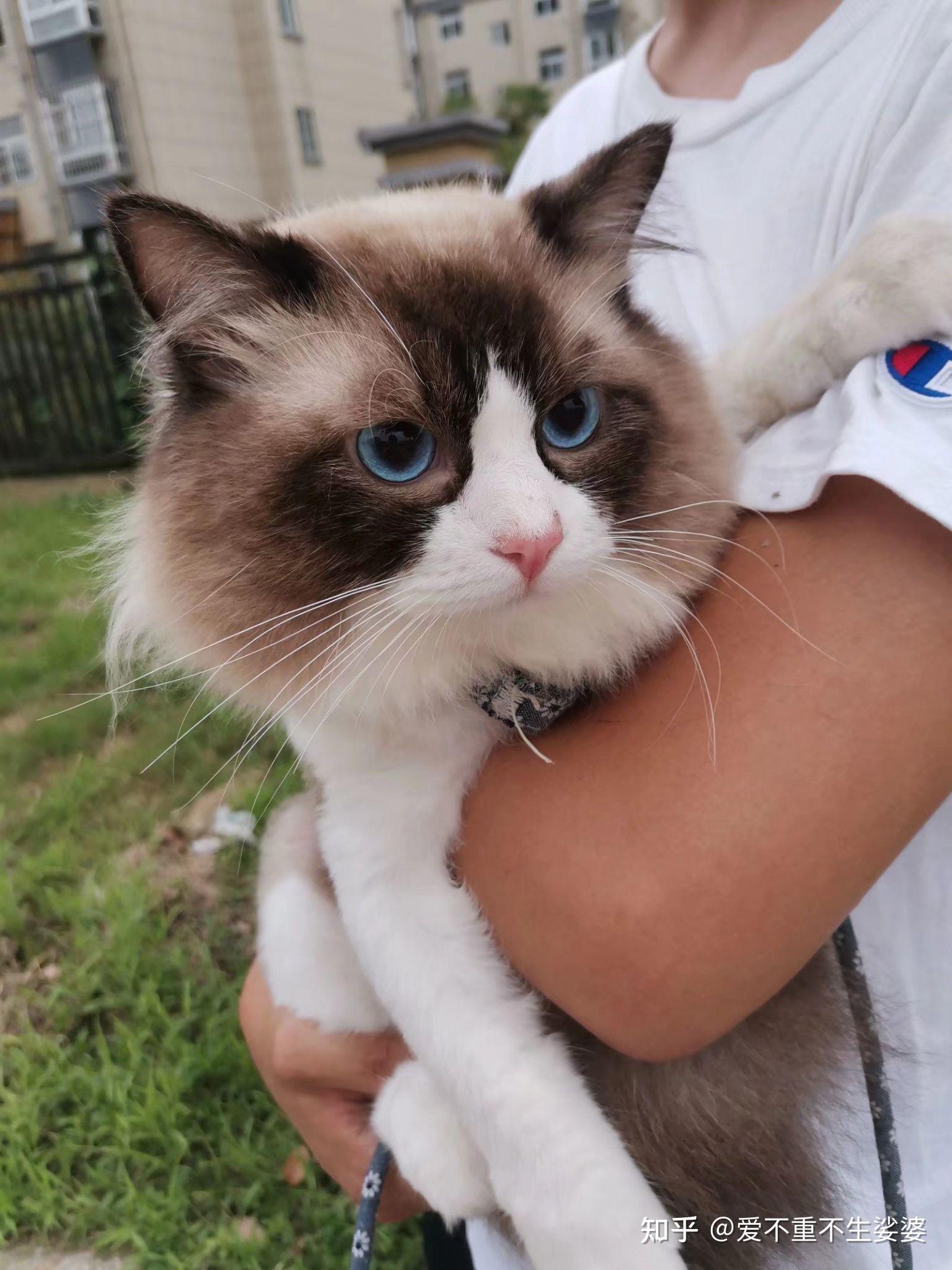 我的布偶猫品相咋样?