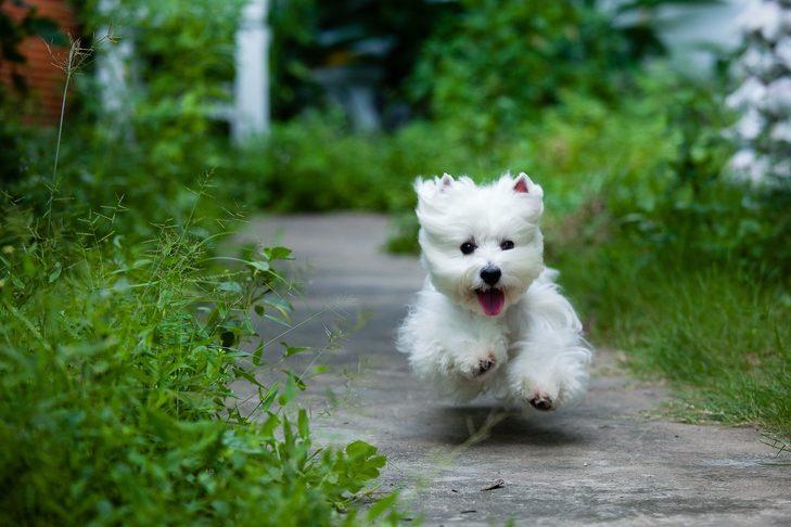 狗狗行为训练:如何唤回 - 知乎