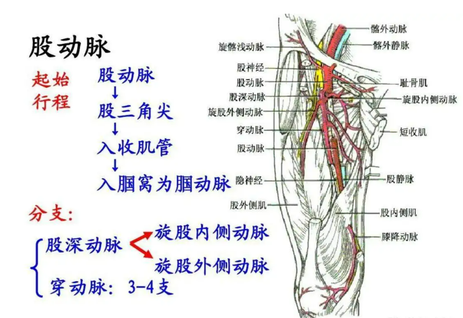 大腿构造示意图图片