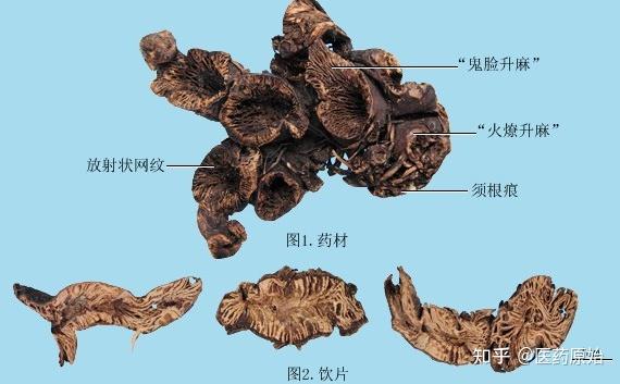 带你识别升麻 - 知乎