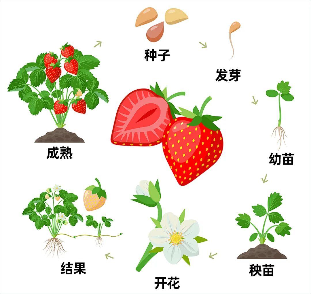 草莓生长都是打了药的么? - 知乎