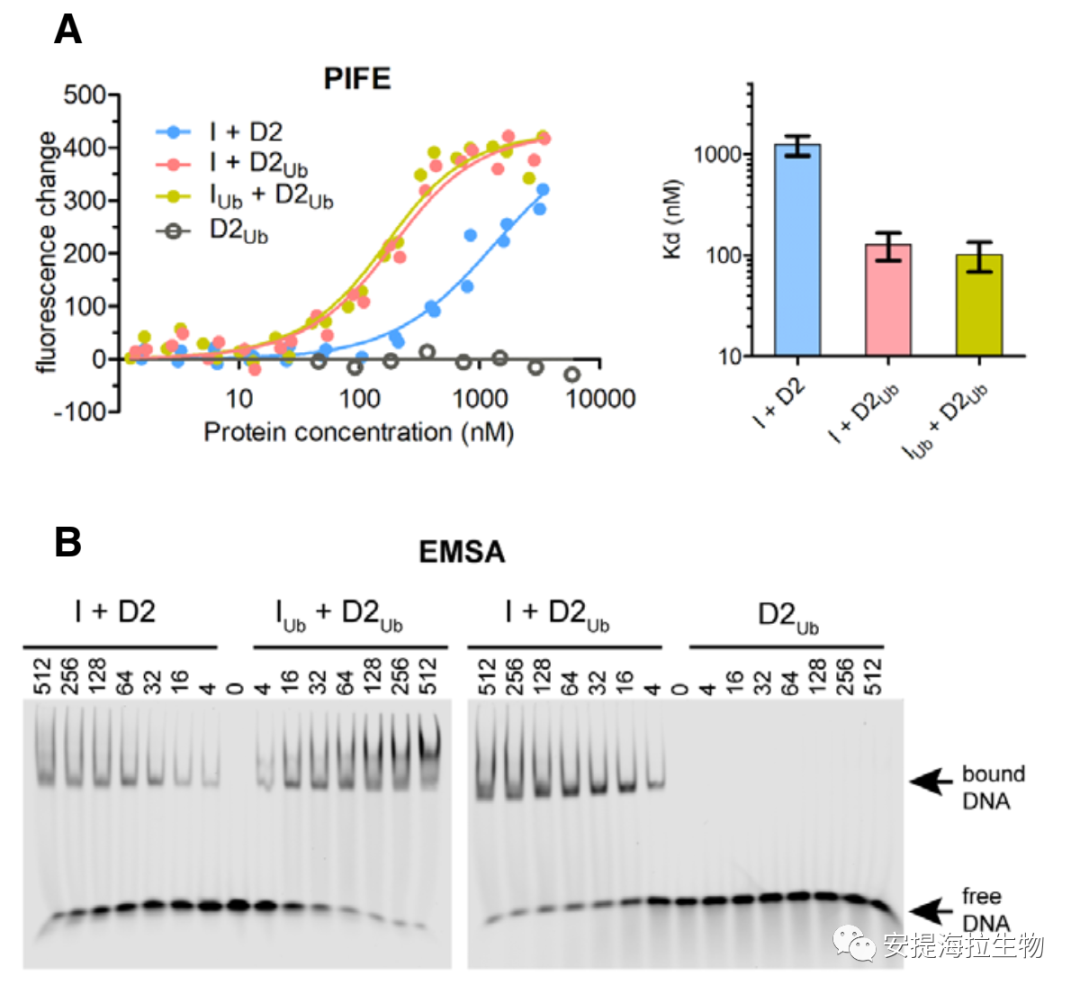 FANCI和FANCD2不同的泛素化功能使ID2-DNA稳定结合 - 知乎