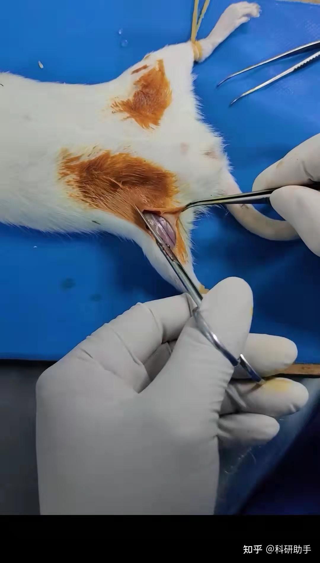 先把大鼠固定,沿股动脉方向切开皮肤,以玻璃分针沿血管走行方向钝性