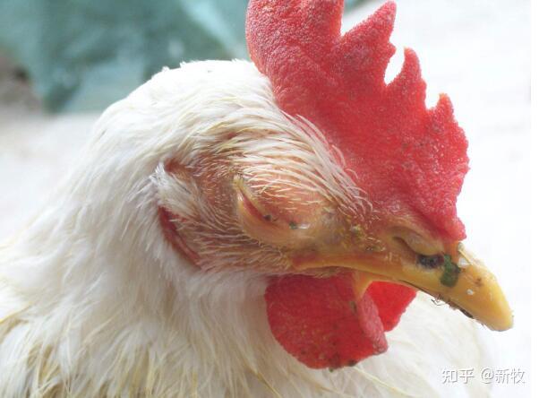 鸡全身水肿是什么病症