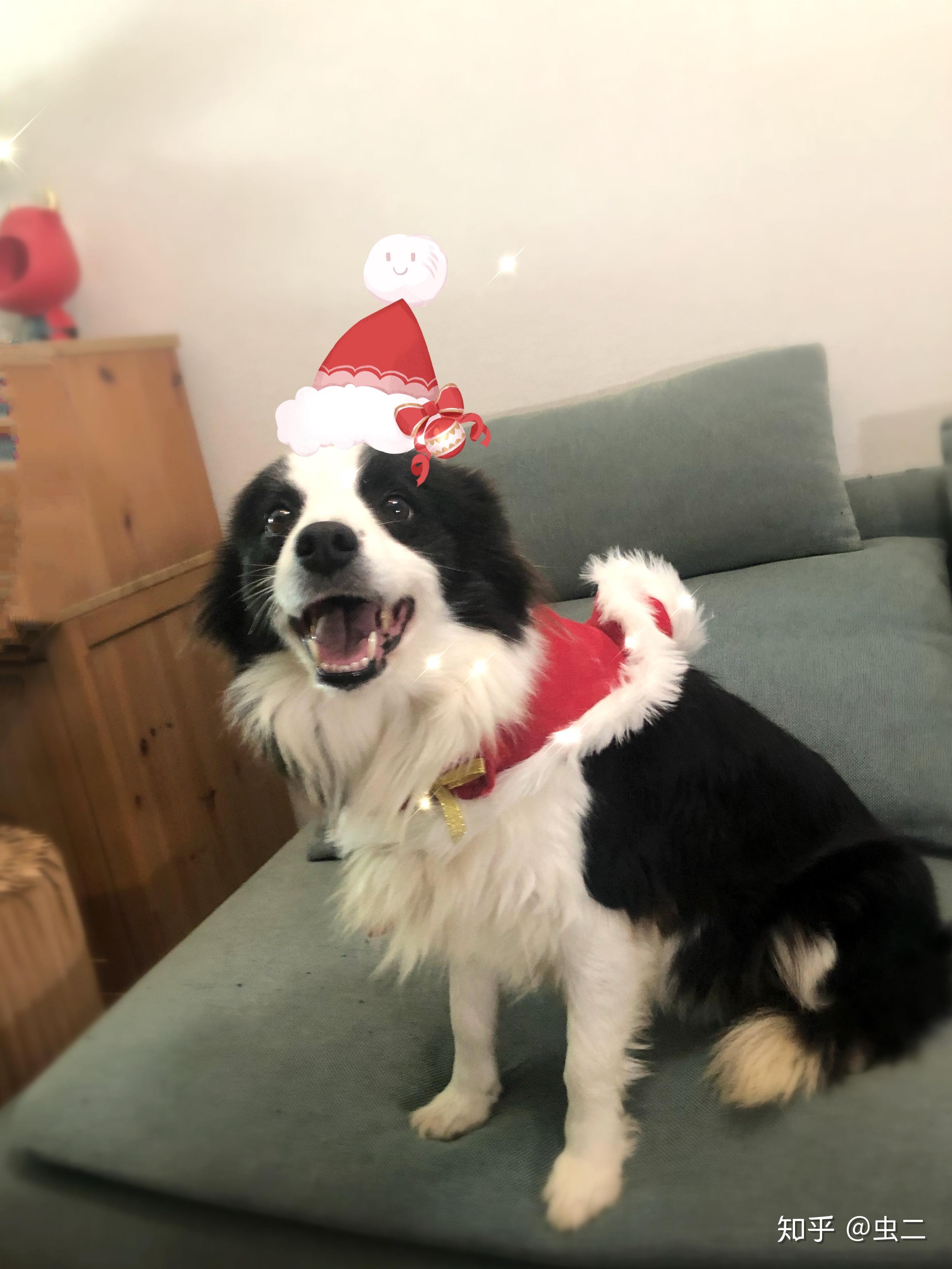 圣诞节你的宠物被你装扮成了什么样子了