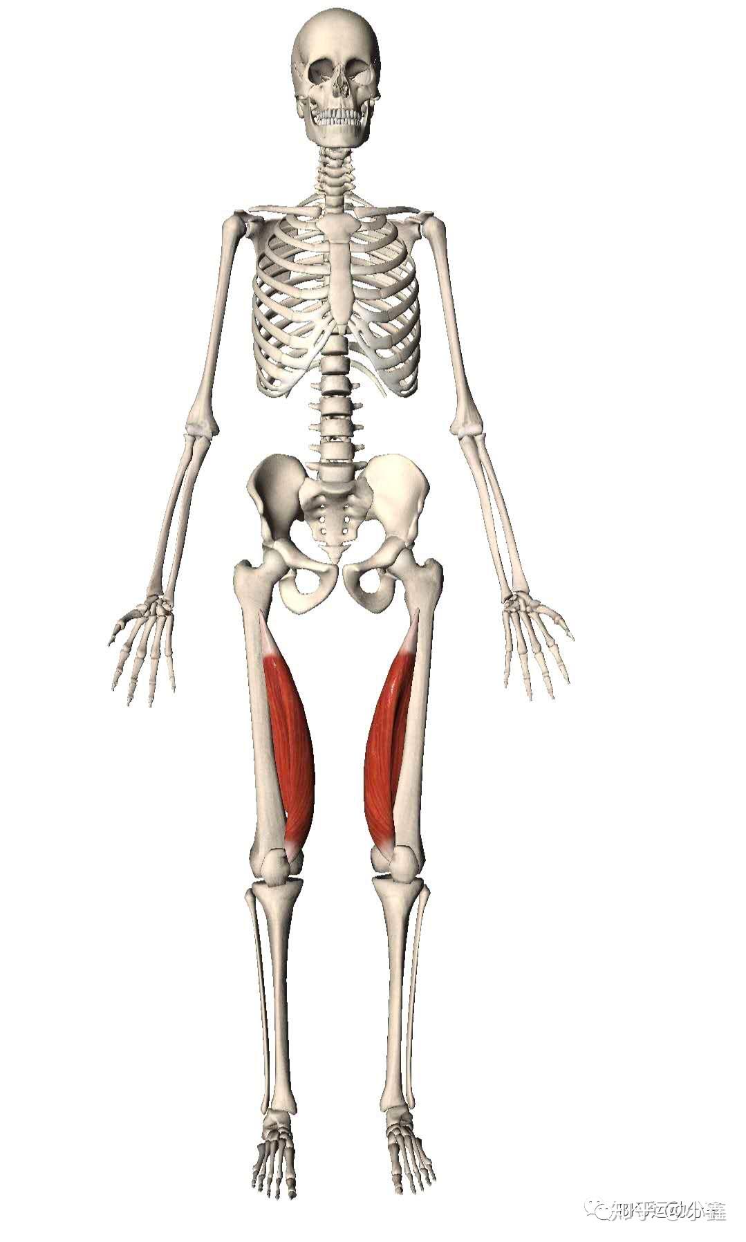 大腿内侧筋的结构图片图片