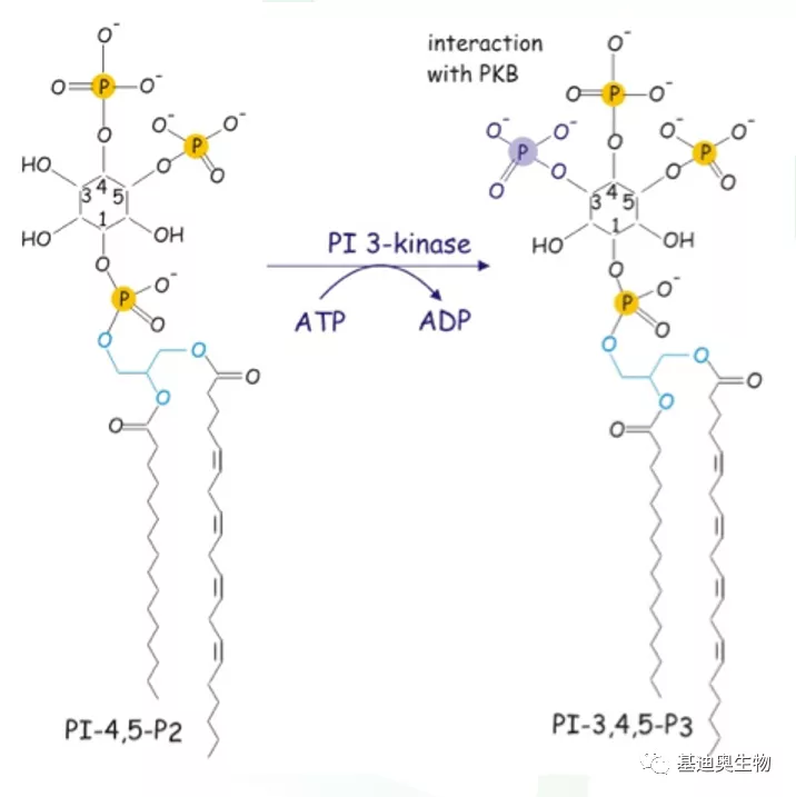 PI3K-AKT通路专题解析（上） - 知乎