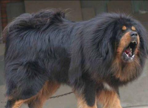 生活中常见的10大烈性犬 - 知乎