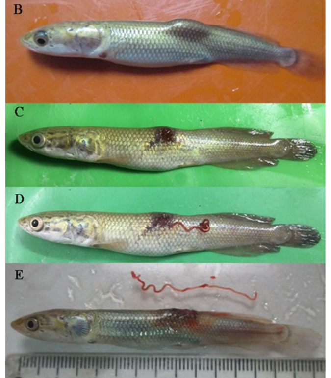黄鳝里面的寄生虫图片图片