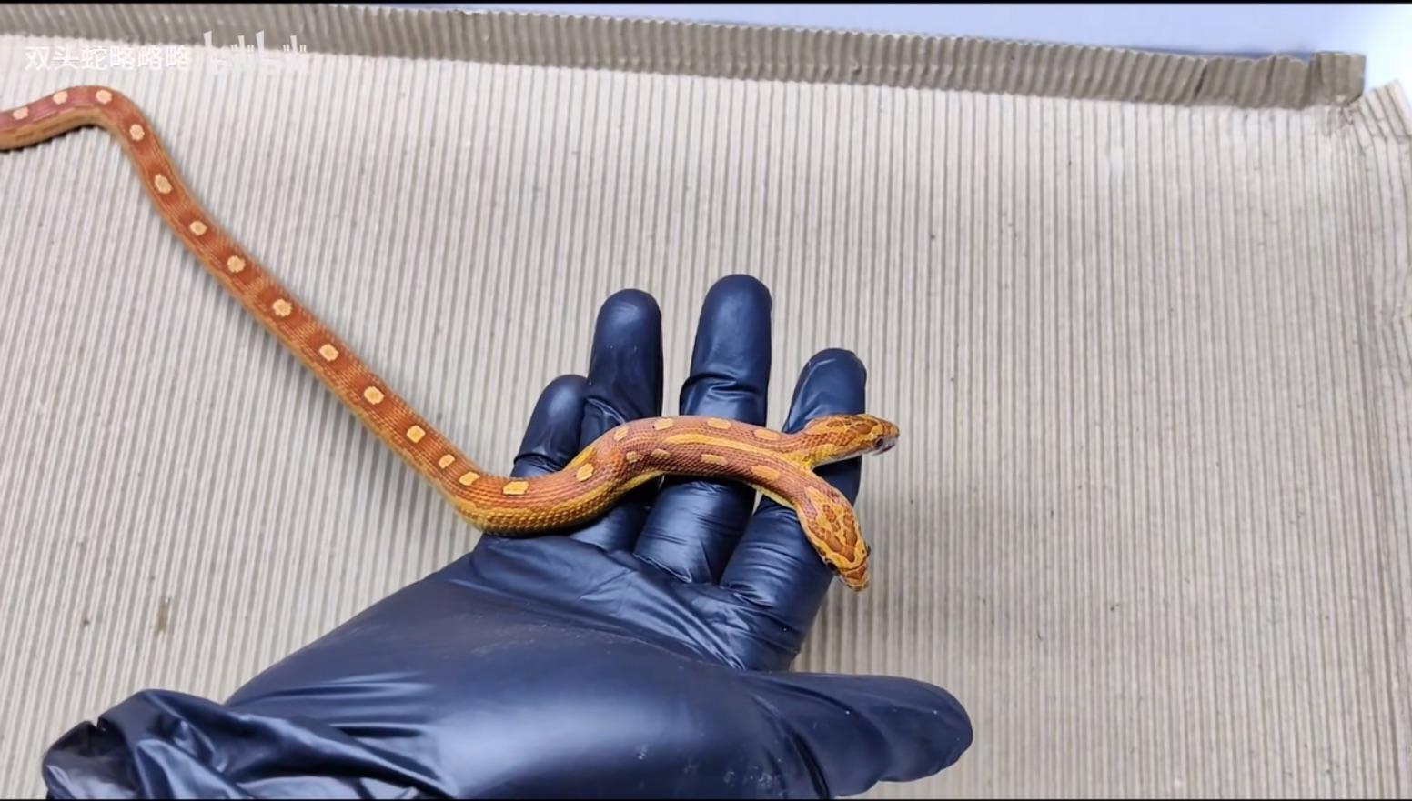图片上这种双头蛇真实存在吗?