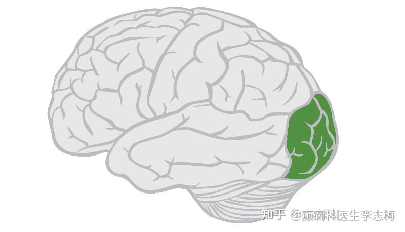 人的四个大脑叶区癫痫发病的区别 - 知乎