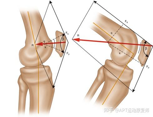 滑车关节面图片