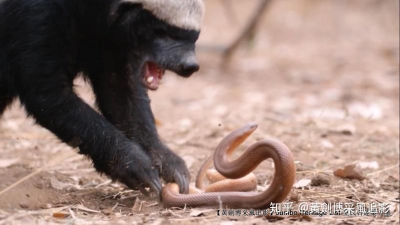 第4200回:世界上最无所畏惧,捕蛇专家蜜獾狐獴 - 知乎
