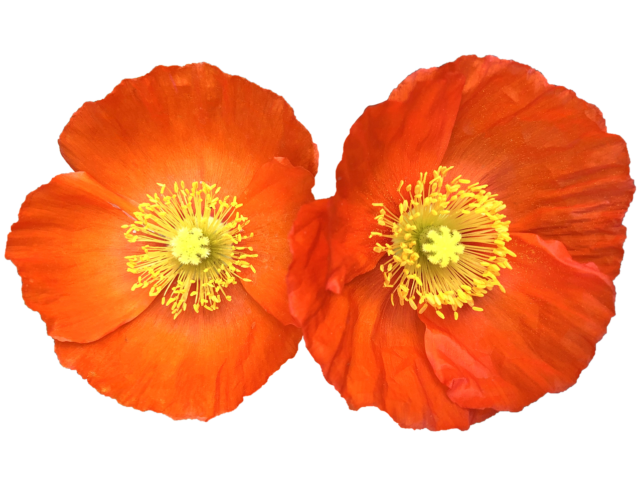 菊花怎么种植的