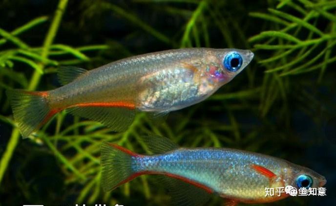 小型观赏鱼七彩稻田鳉鱼