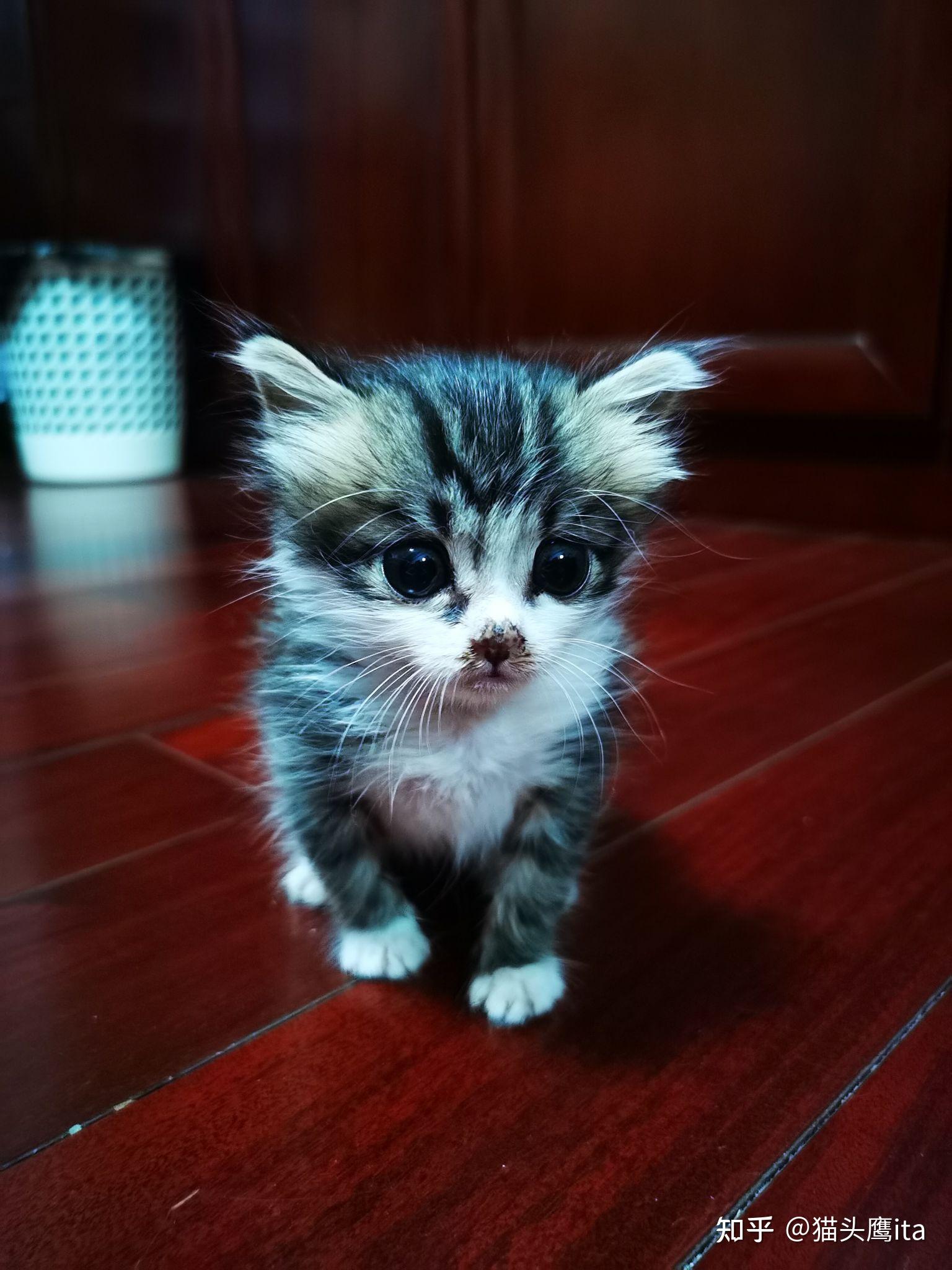 准备满月的小奶猫