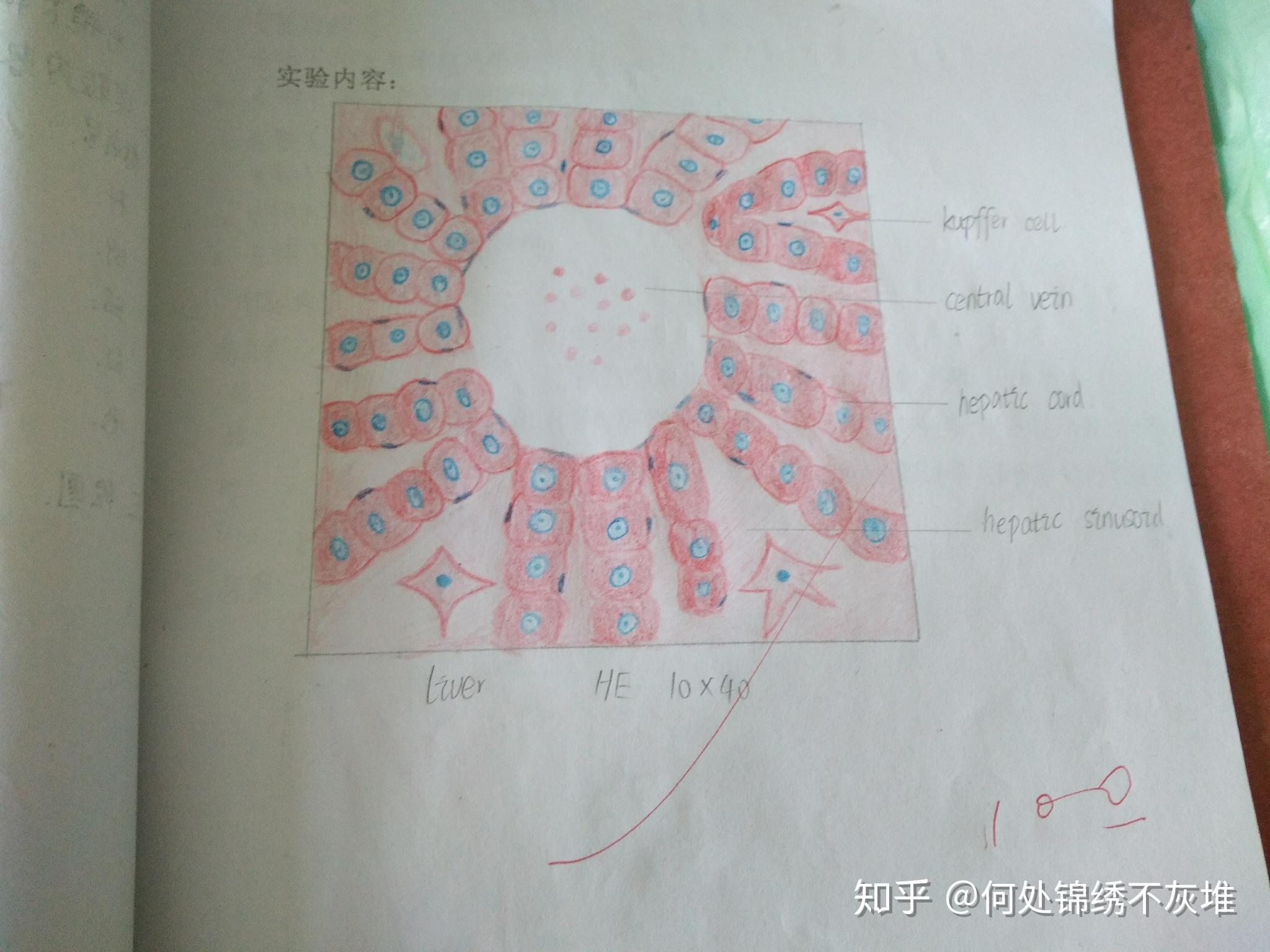 高倍镜下肝小叶和门管区红蓝铅笔手绘图 知乎