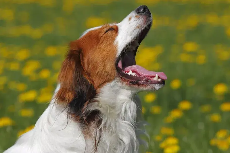 每日一宠科克尔犬