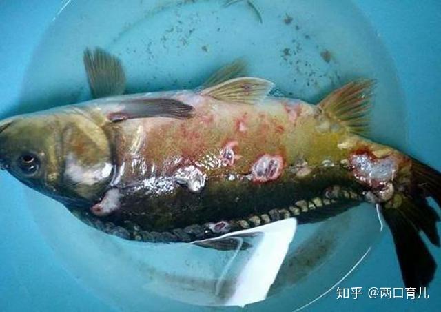 这5种鱼别再买给孩子吃了不仅没营养还影响健康你选对了吗