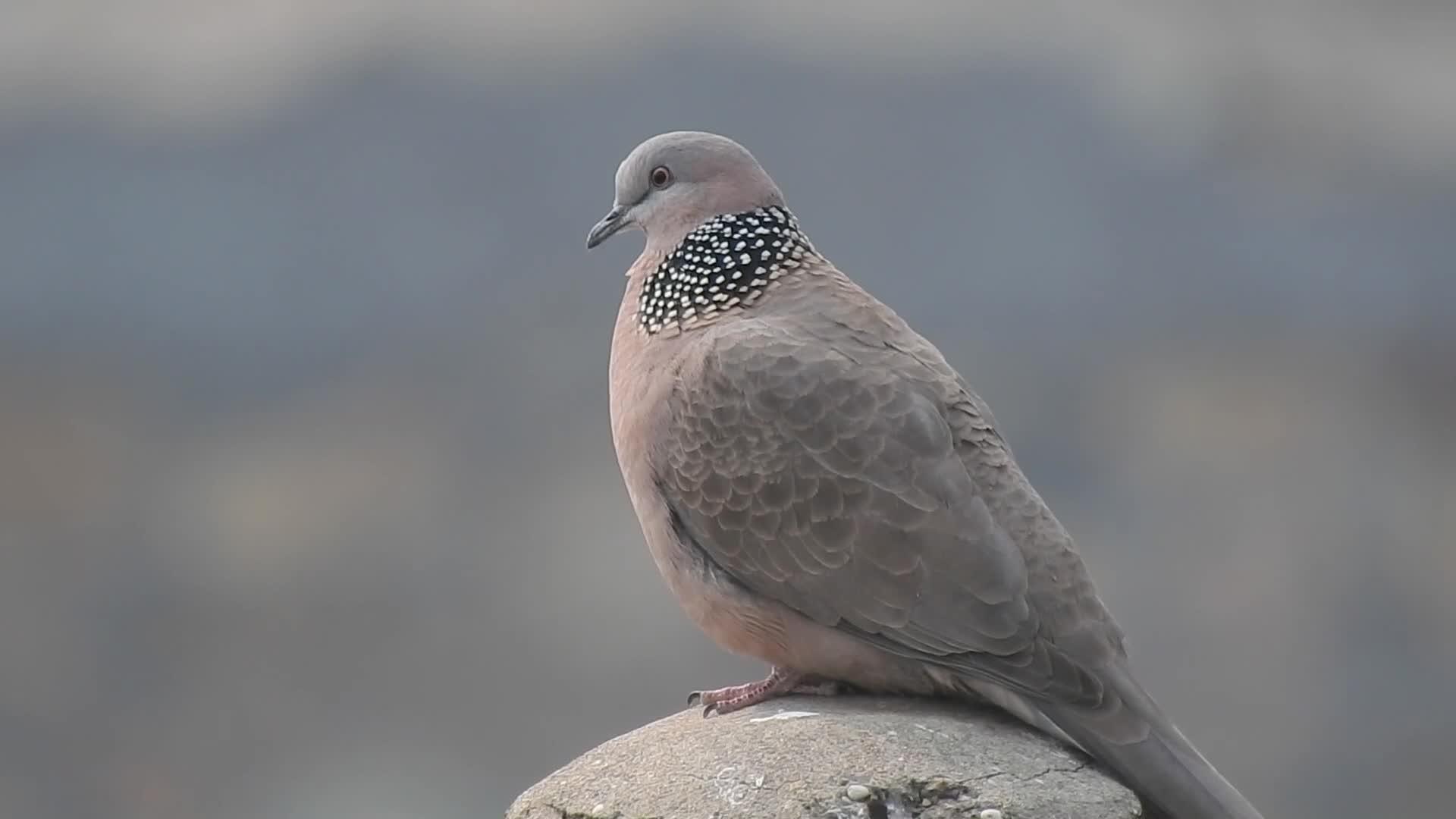 咕咕叫的珠頸斑鳩抖音版